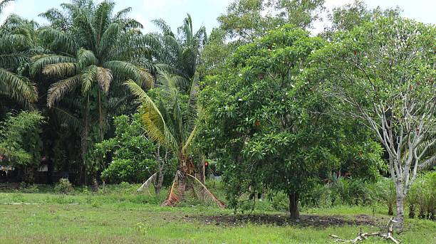 istock Verdant tropical haven, palm trees sway gently in a lush landscape 2222701597