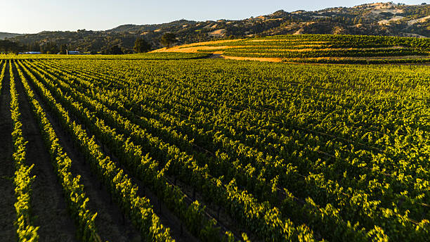 istock Terraced winemaking landscape. Evening sunlight illuminates Geyserville vineyards against rolling Sonoma County hills. 2222701649