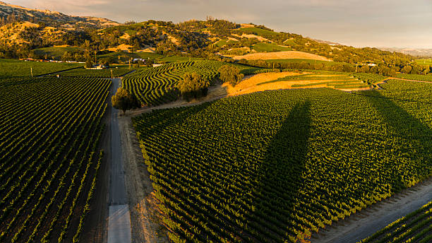 istock Terraced agriculture landscape in Sonoma County. Precise vineyard rows stretch across rolling hills during golden hour. 2222702521