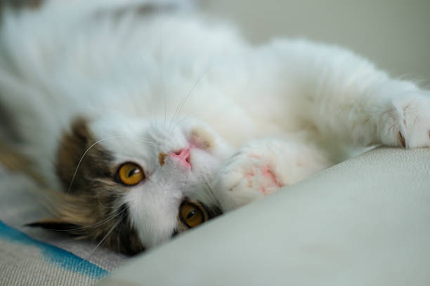 Cute fluffy white cat lying on the sofa, looking at the camera. Mixed breed cat between Maine Coon and Scottish Fold.