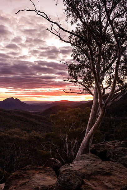 istock A vivid sunset glows in the western sky behind a dramatic escarpment, with a white gum tree silhouetted in the foreground 2222704209