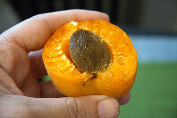 istock One half apricot with seed in hand close up. 2222706468