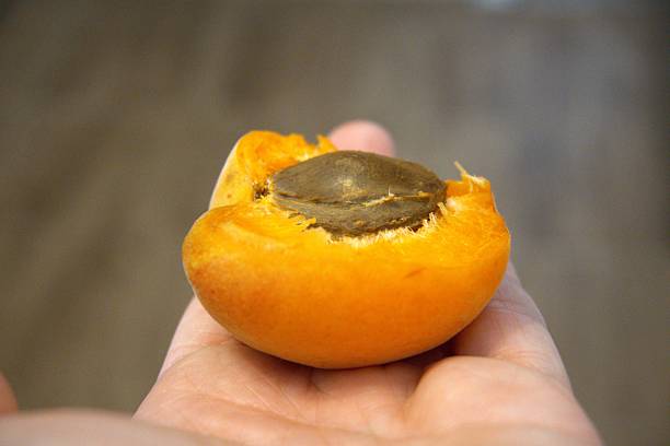 istock One half apricot with seed in hand close up. 2222706623