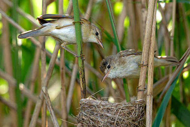 istock Pair of reed warblers at the nest. 2222708470