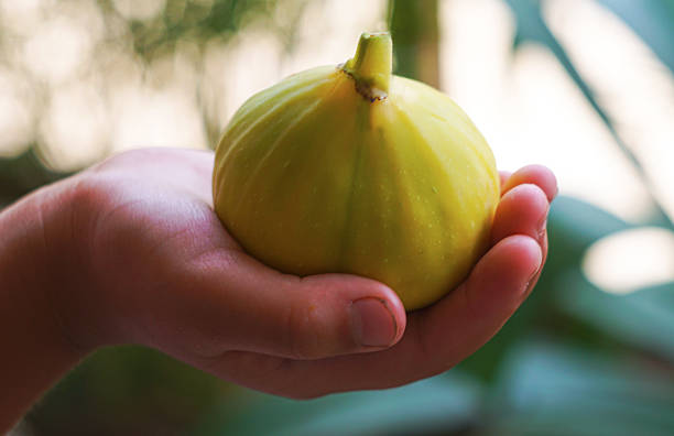 A fig in the girl's hand, a big yellow fig