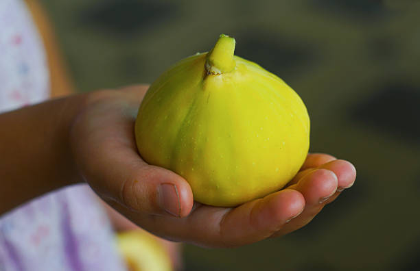 A fig in the girl's hand, a big yellow fig