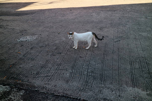 istock White Cat with Gray Patches on Concrete Surface 2222709195