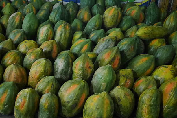 Papaya fruit (Carica papaya) neatly arranged in a fruit stall. The fruit, which is thought to originate from Mexico, South America, is now growing well and spreading to other tropical countries.