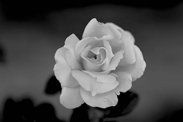 istock Beautiful rose in monochrome 2222710917