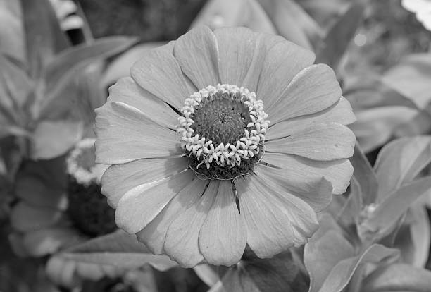 Beautiful large size Zinnia flower in monochrome