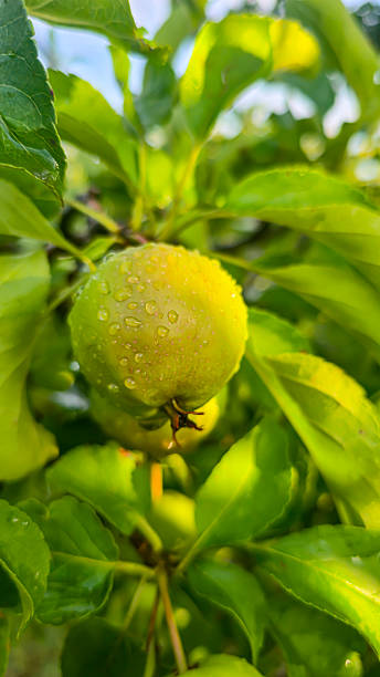 istock Small fruits on an apple tree. Apples on tree branches. Trees and fruits. 2222712424