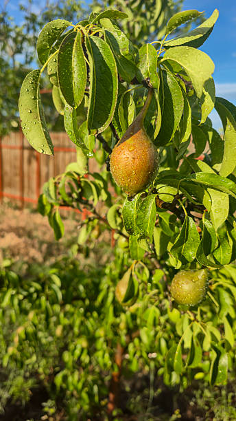 istock Small fruits on a pear tree. Pears on tree branches. Trees and fruits. 2222713383