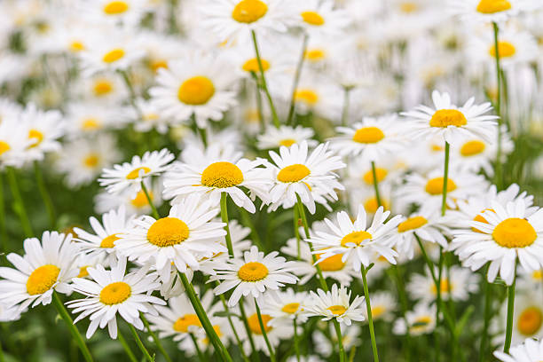 istock Blooming white daisies, chamomile in meadow with soft light and spring atmosphere. Floral background 2222713967