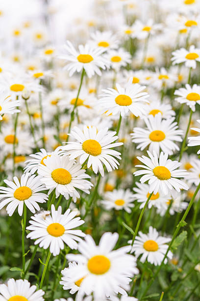 istock Blooming white daisies, chamomile in meadow with soft light and spring atmosphere. Floral background 2222713969