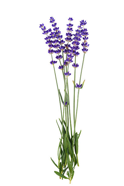 istock Fresh lavender bouquet isolated on white background, natural aromatic herb for wellness and decor 2222713992