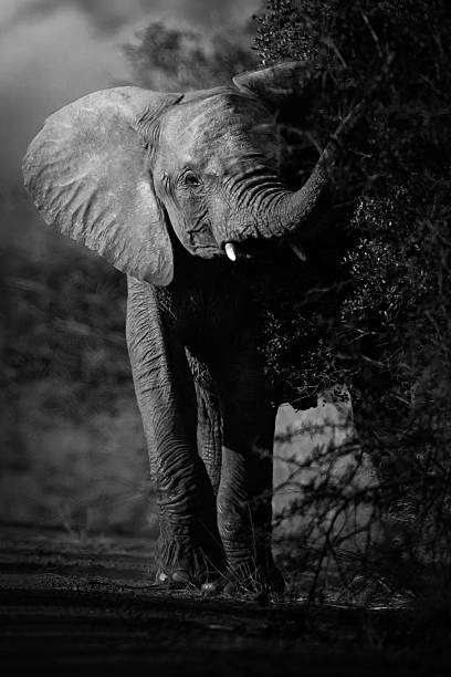 istock A black-and-white image captures a young elephant stepping from the lush bush onto the road at sunset 2222717432