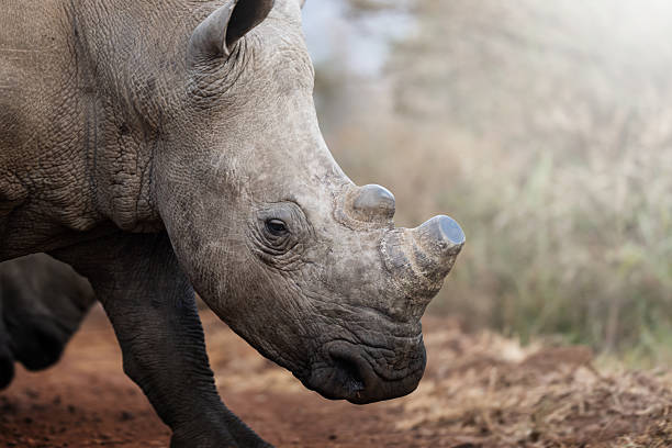 istock Two rhinos engage in a forceful dominance display, pushing and shoving each other on the open savanna 2222717531