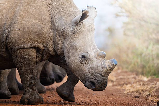 istock Two rhinos engage in a forceful dominance display, pushing and shoving each other on the open savanna 2222717548