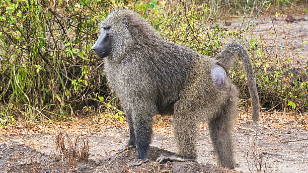 istock Wild baboon with thick fur in a natural African habitat 2222718709