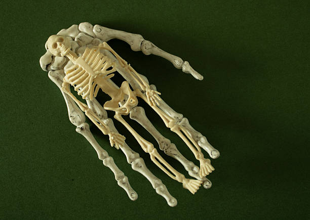 A human replica skeleton with arms raised on a black background. Focus selective on breast.