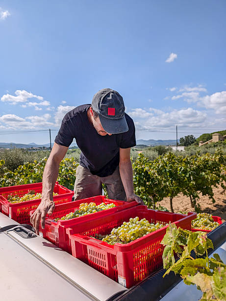 istock Skilled winemaker loading red crates brimming with freshly picked white grapes onto truck roof, preparing transportation to winery in Penedès, Catalonia, Spain 2222720221