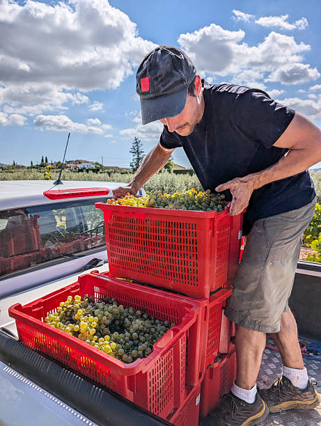istock Winemaker transporting red crates filled with freshly picked white grapes on pickup truck amid Catalonian vineyard during harvest under clear sky 2222720254