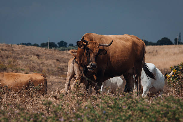 istock Beautiful Cows Grazing Peacefully in a Green Field 2222720505