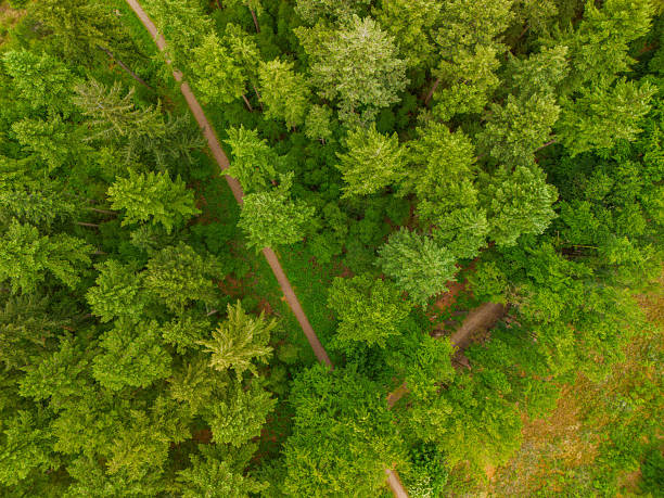 istock A top-down aerial view of a lush green forest with winding dirt paths cutting through dense trees, capturing the peaceful beauty of nature from above. 2222720739