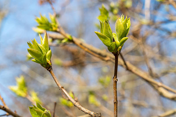 istock Close-Up of Fresh Spring Leaf Buds with Soft Natural Background 2222721859