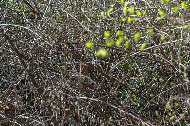 A dense web of bare, interwoven branches dominates the frame, still bearing the skeletal signature of winter. In contrast, soft green buds burst forth in the foreground, boldly out of focus, adding texture and urgency to the awakening.