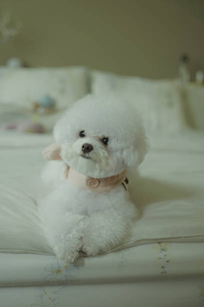 cute dog bichon frise