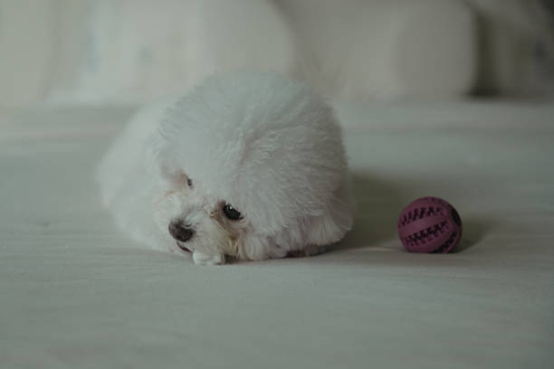 cute dog bichon frise