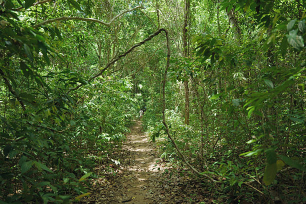 istock tropical nature plantation 2222722999