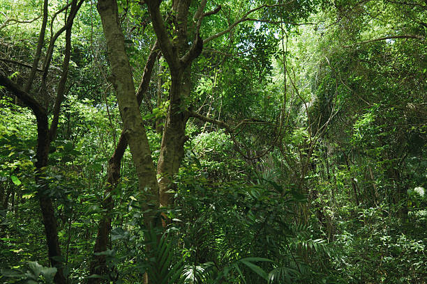 istock tropical nature plantation 2222723001