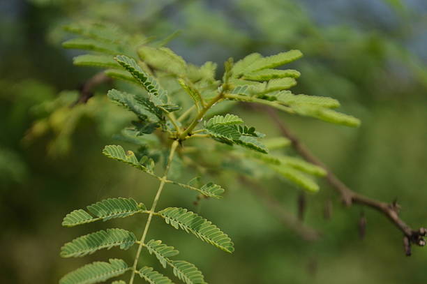 istock Close up green fresh  leaves in a natural tropical environment 2222723821