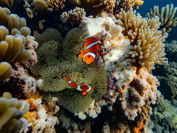 photo capture of marine life, namely anemonefish on Lang Tengah Island, Malaysia