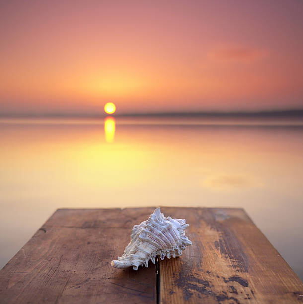 Beautiful seashell on a Wooden Pier at Sunset – A Serene Maritime Scene