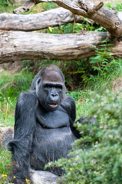 istock Monkies in the Apenhaul 2222726723