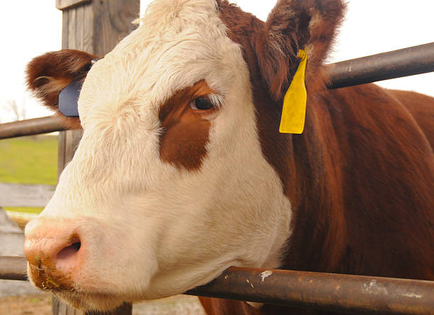 istock A close up of a dairy cow's face showing a tag in its ear 2222727369