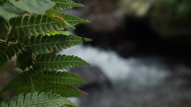istock Selective Focus on Tropical Foliage by a Flowing River in a Jungle 2222727596