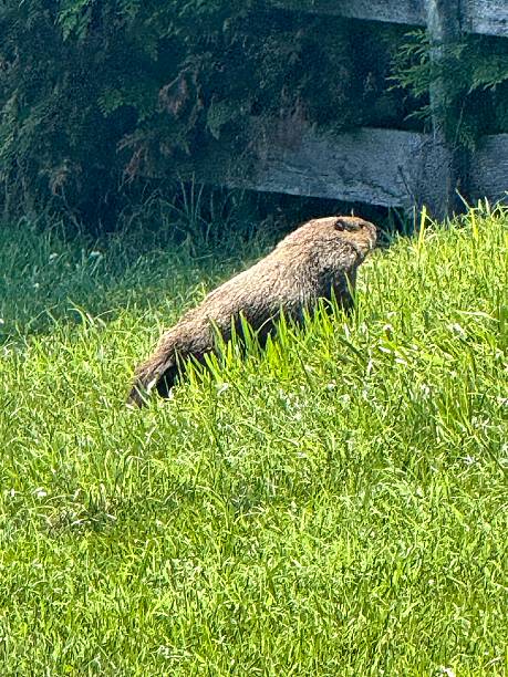 istock Groundhog on Patrol by the Barn” 2222728005
