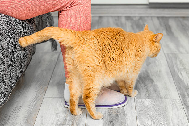 ginger cat rubs against human legs, close-up. cat rubs against person. cat marks territory. psychology of cat behavior. cat instinct