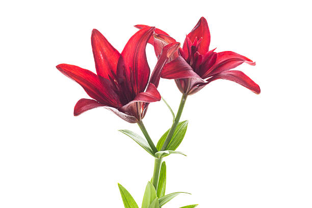 istock Macro of two red lilies isolated on white 2222729068