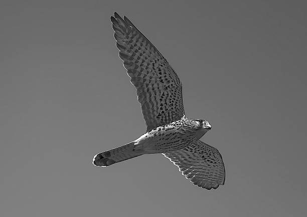 Kestrel in flight in monochrome