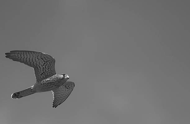 istock Kestrel in flight in monochrome 2222729098