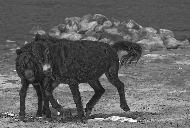Grey donkey in Norther part of India