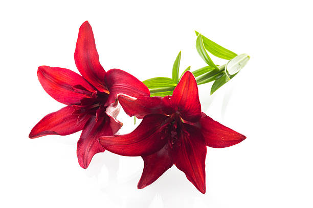 istock Lush red lilies with white background without shadows 2222729140