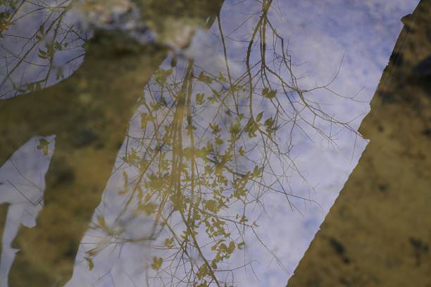 istock Reflection of trees and sky in shallow water, abstract nature scene 2222730135