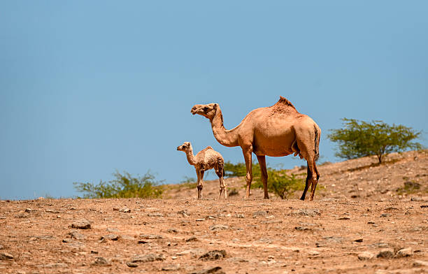 Mother camel with baby camel in Nature