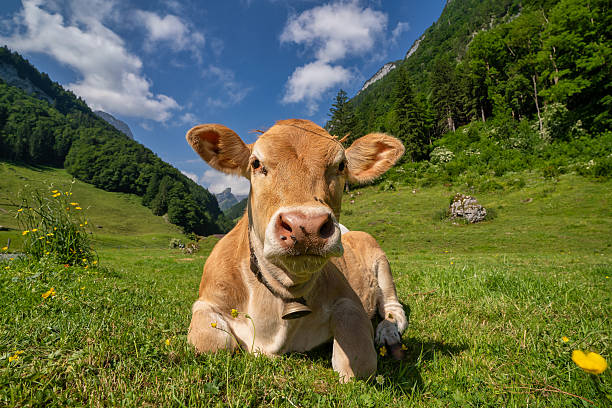 This stock photo shows: a cow laying in a field of grass. It captures the mood, colors, and main elements relevant for stock usage.